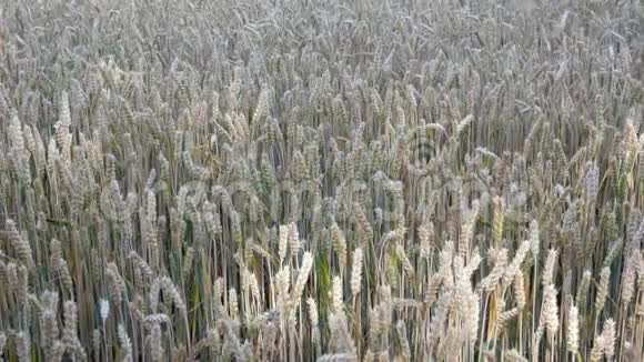 麦田成熟小麦黑麦或其他谷物植物的耳朵在田野上随风摆动富的概念视频的预览图