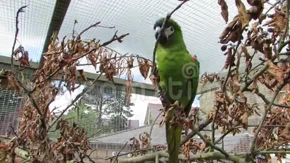 绿爪鹦鹉在鸟舍蹦蹦跳跳的树枝上特写镜头视频的预览图