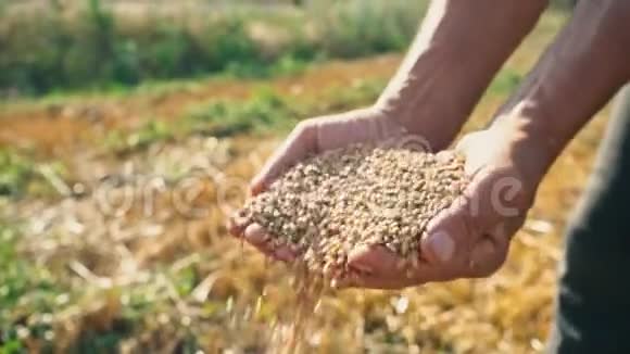 农民手中的粮食在田野的背景下小麦通过人的手指浇灌视频的预览图