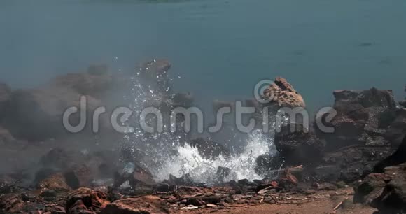 肯尼亚博格里亚湖温泉喷泉视频的预览图