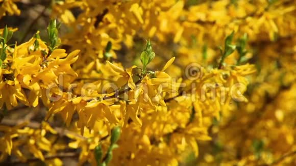 春暖花开开着鲜艳的黄花视频的预览图