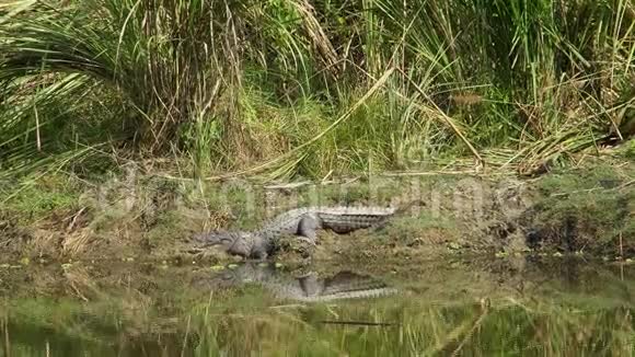 抢劫犯鳄鱼在河岸上张开嘴休息又称沼泽鳄鱼视频的预览图