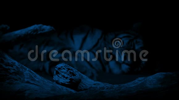 老虎在黑暗中休息视频的预览图