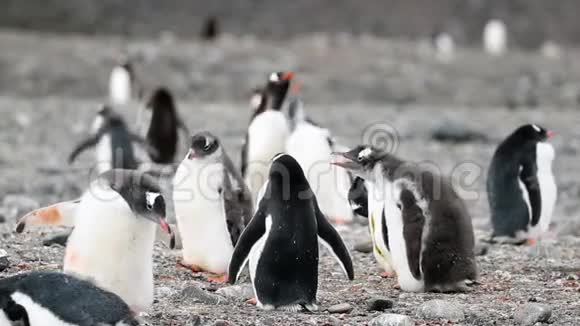 企鹅们站着看着他们的羊群安德列夫视频的预览图