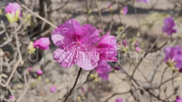 粉红色杜鹃花在模糊的背景上视频的预览图
