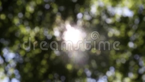 阳光在树木和倒影后面视频的预览图