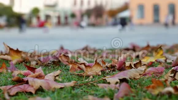 秋季城市景观公园落叶特写视频的预览图