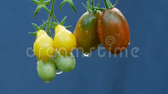 成熟的天然番茄在雨中视频的预览图