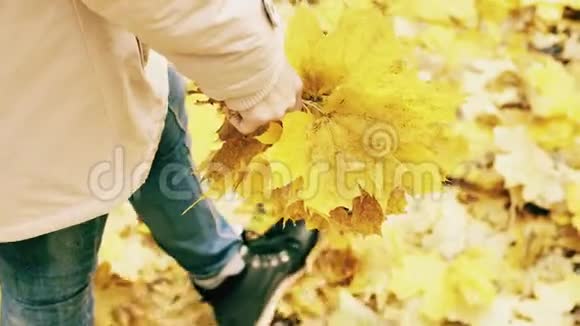 秋天走着带着一束黄叶视频的预览图