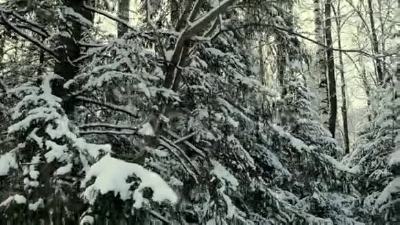 在多云的雪天气下冬天的雪丛剪辑冬天的树枝覆盖着雪雪桦视频的预览图