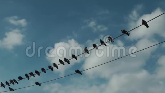 鸽子站立和飞行电线视频的预览图