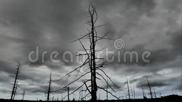 枯死的森林阴云密布的枯木视频的预览图