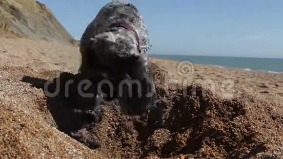 狗在英国海滩挖洞视频的预览图