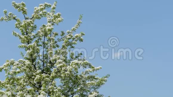 樱桃树上长满了白花视频的预览图