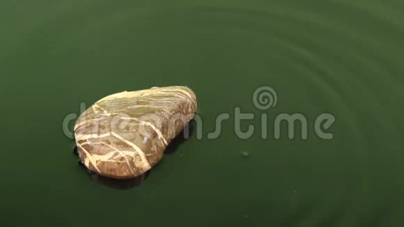 近似水滴落入褐色石头附近的绿色水中视频的预览图
