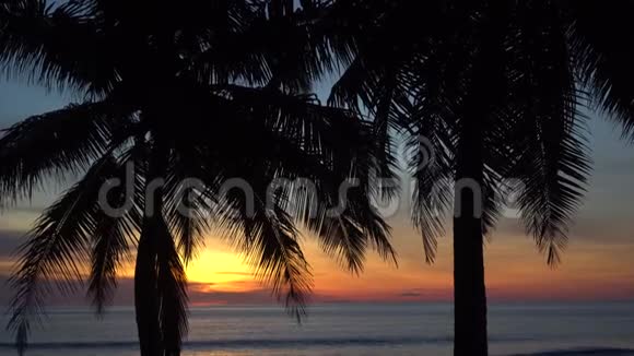 海滩上美丽的日落上棕榈树的剪影视频的预览图