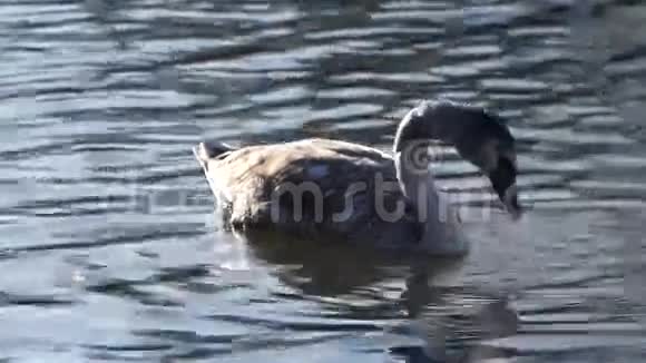 在湖上靠近一只天鹅视频的预览图