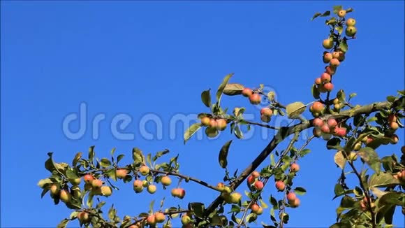 苹果树苹果成熟视频的预览图
