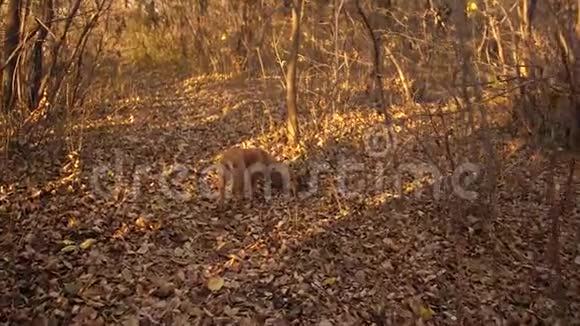 猎狗在公园里沿着小路跑视频的预览图