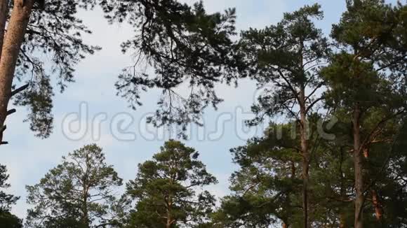 高高的松树在风中飘动绿色的树枝视频的预览图