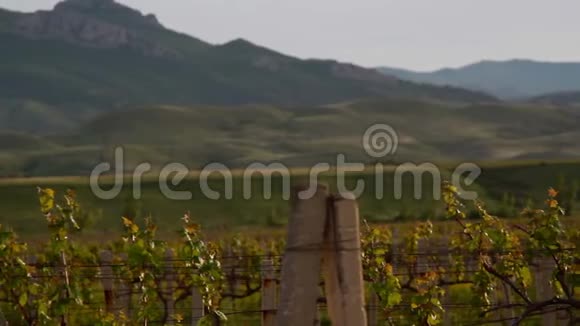 葡萄园和山丘全景视频的预览图