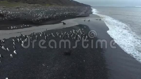 海豹游到水里企鹅游上岸安德列夫视频的预览图