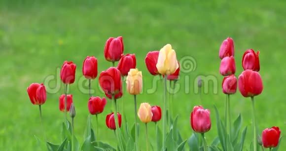 美丽的黄色和红色的郁金香花在雨中的绿草背景上视频的预览图