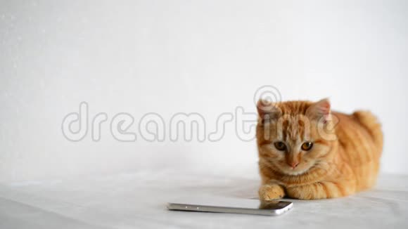 小猫躺在电话旁边看着他视频的预览图
