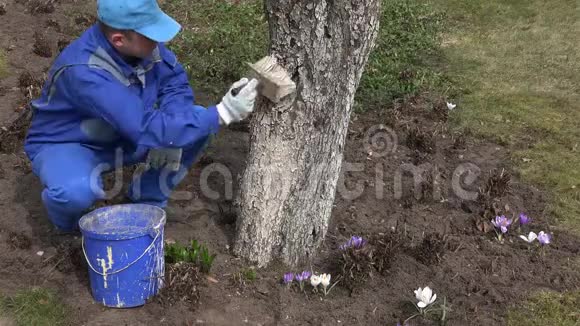 细心的园丁用特殊的液体美白苹果树干视频的预览图