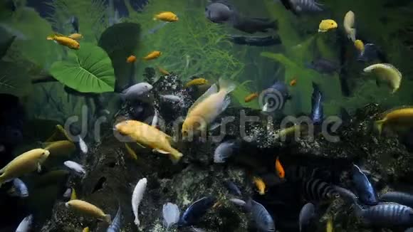 五颜六色的鱼在大型水族馆里游泳淡水鱼水下世界无声宠物水族馆的爱好水族馆视频的预览图