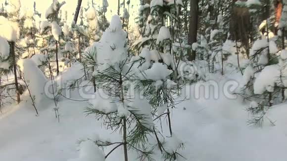 这条狗在白雪覆盖的树木之间行走视频的预览图