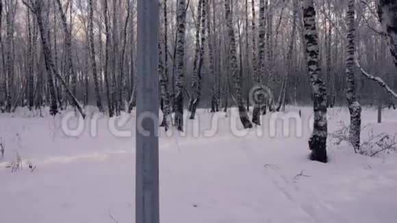 冬季景观滑雪在冬天的树林里散步冰雪世界越野滑雪的赛道下雪的森林这就是视频的预览图