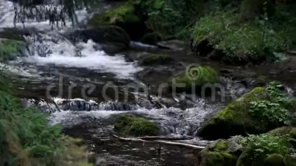 喀尔巴阡山森林中的山河视频的预览图