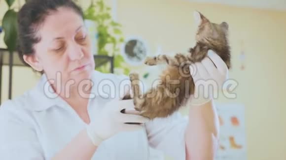 在兽医诊所检查一只可爱的小猫视频的预览图