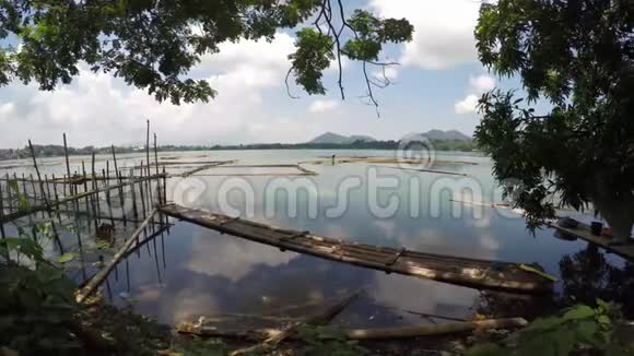 百合和竹鱼污染湖泊视频的预览图