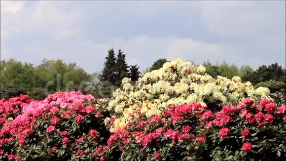 粉红色和黄色的花朵视频的预览图