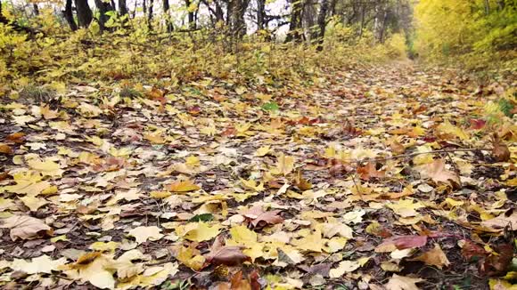 一个年轻的女人在秋天的森林里骑自行车视频的预览图