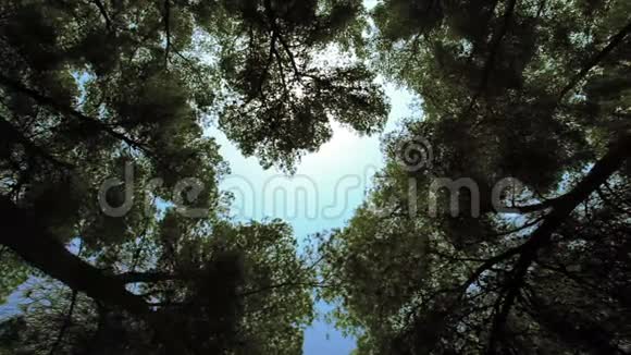 在树林中朝天空射击视频的预览图