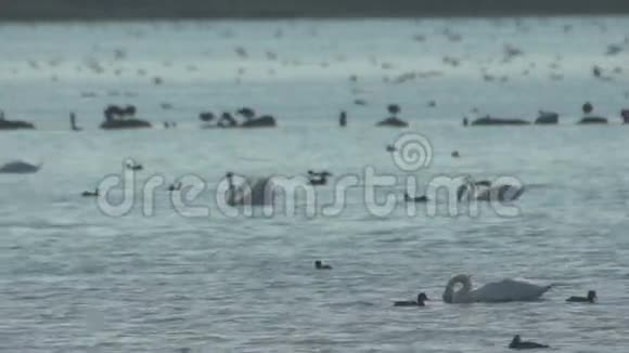 大雁和鸭子在往南的路上停在保加利亚视频的预览图