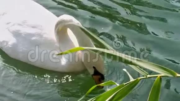 天鹅吃芦苇叶视频的预览图
