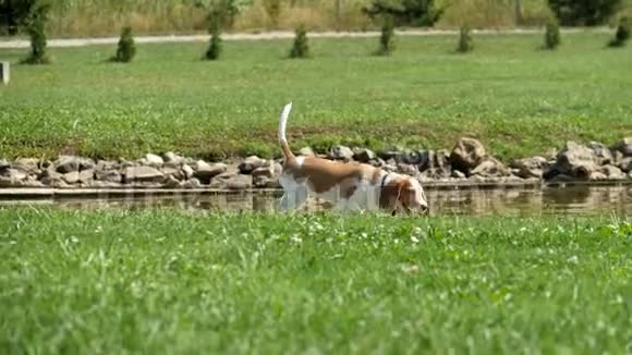 小猎犬在湖边的草地上视频的预览图