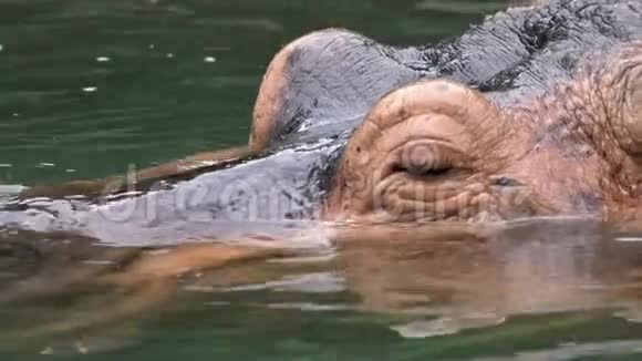 常见的河马在湖水中沐浴自然野生动物野生河马视频的预览图