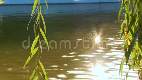 柳枝挂在水的背景上从水中闪烁视频的预览图