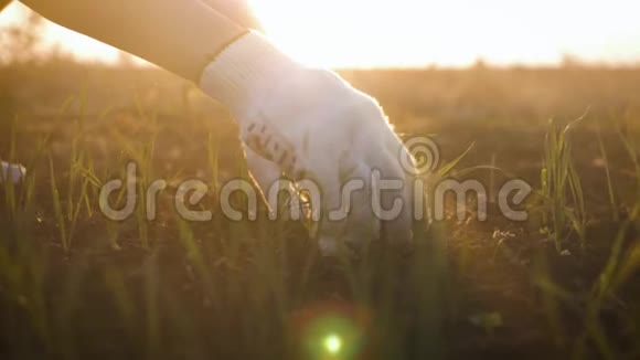 农民上午在田间劳作手捧栽培植物的叶子手握一堆可耕地视频的预览图
