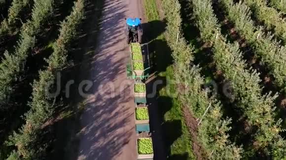苹果园收获苹果拖拉机搬运装满青苹果的大木箱俯视图航空视频视频的预览图