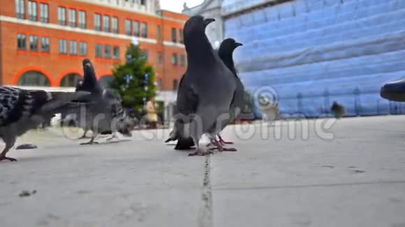 鸽子吃东西视频的预览图