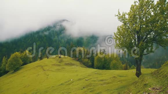 山山景观云中牛山牧场格鲁吉亚视频的预览图