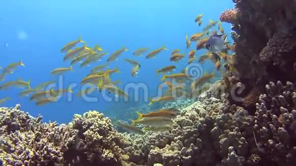 热带珊瑚礁上的山羊鱼视频的预览图