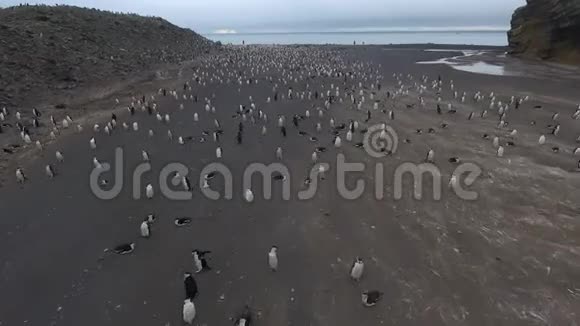 企鹅带着黑沙沿着海滩散步安德列夫视频的预览图
