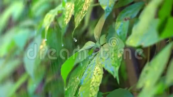 热带雨林水滴流向热带植物慢镜头视频的预览图